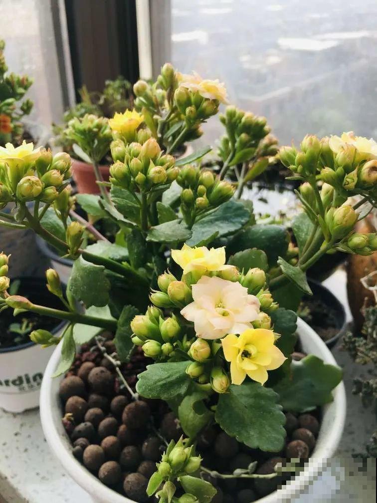 上万块的蟹爪兰，开花像烟花，养过的人不多