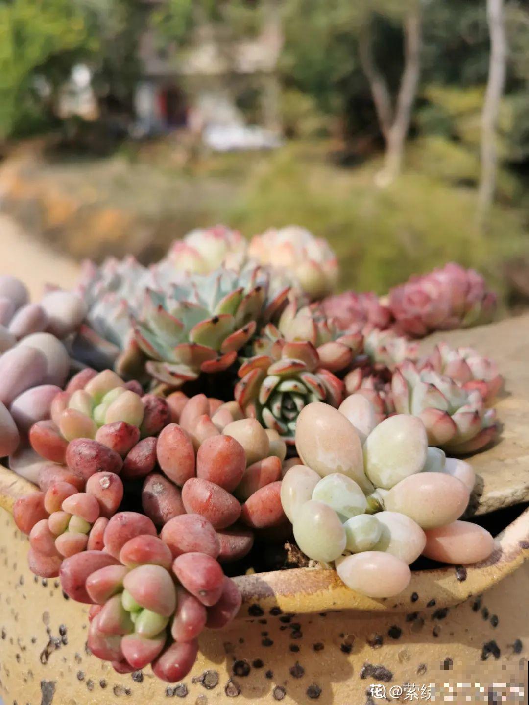 我在村里种多肉,盆盆状态美如画,城里人眼馋 我在村里种多肉,盆盆状态美如画,城里人眼馋