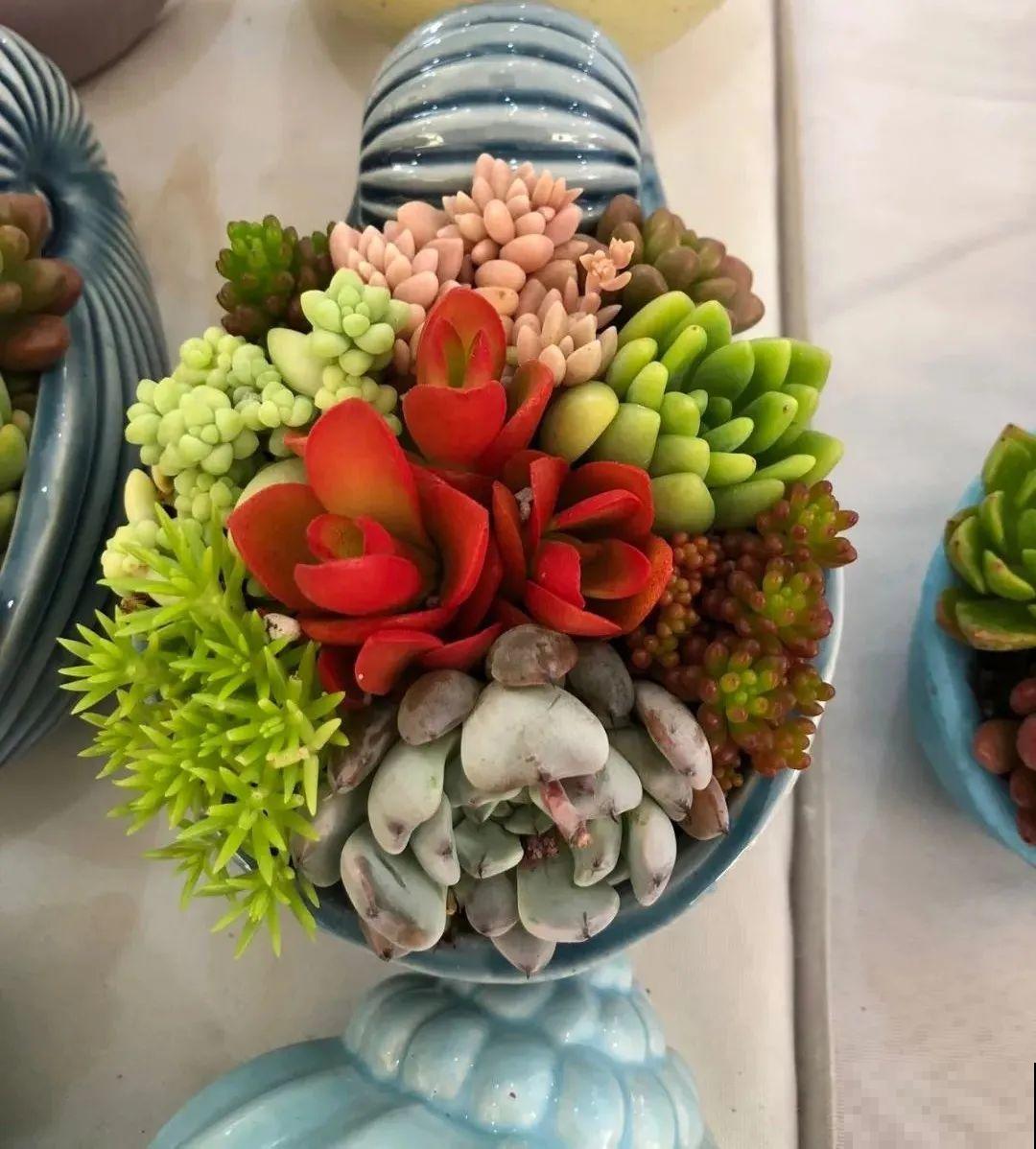多肉塞进一个盆里，像是艺术品，颜值高了好几个档次！