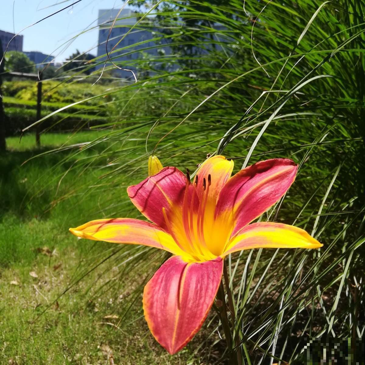 开花不断的萱草，鲜艳好看，送给妈妈特别合适！
