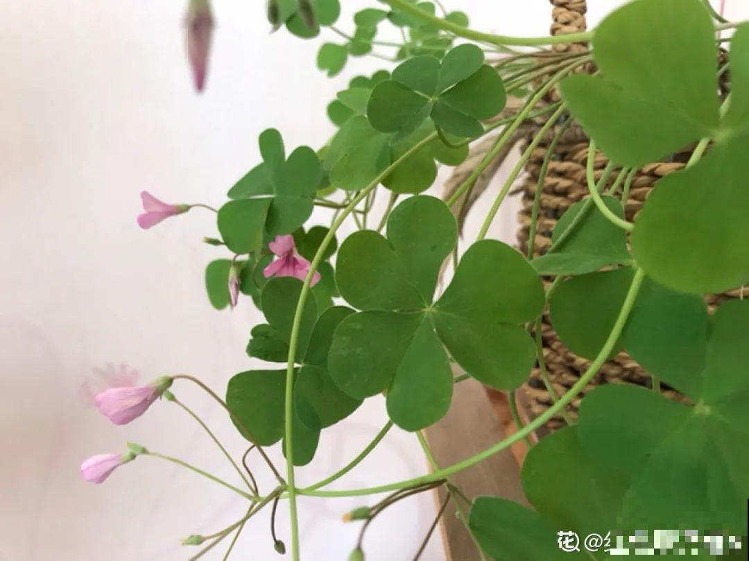 水仙要想开花,坚决不能长成高个子,不然今年没花看! 水仙要想开花,坚决不能长成高个子,不然今年没花看!