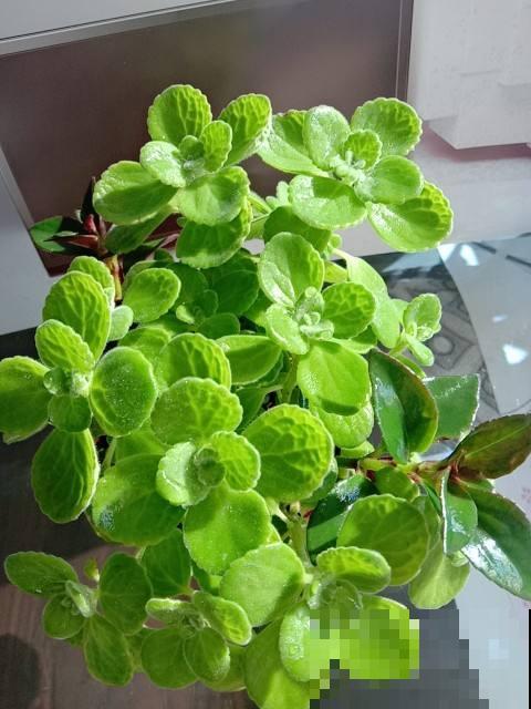 4种超有趣的植物，随便养一种，都成了“玩具”