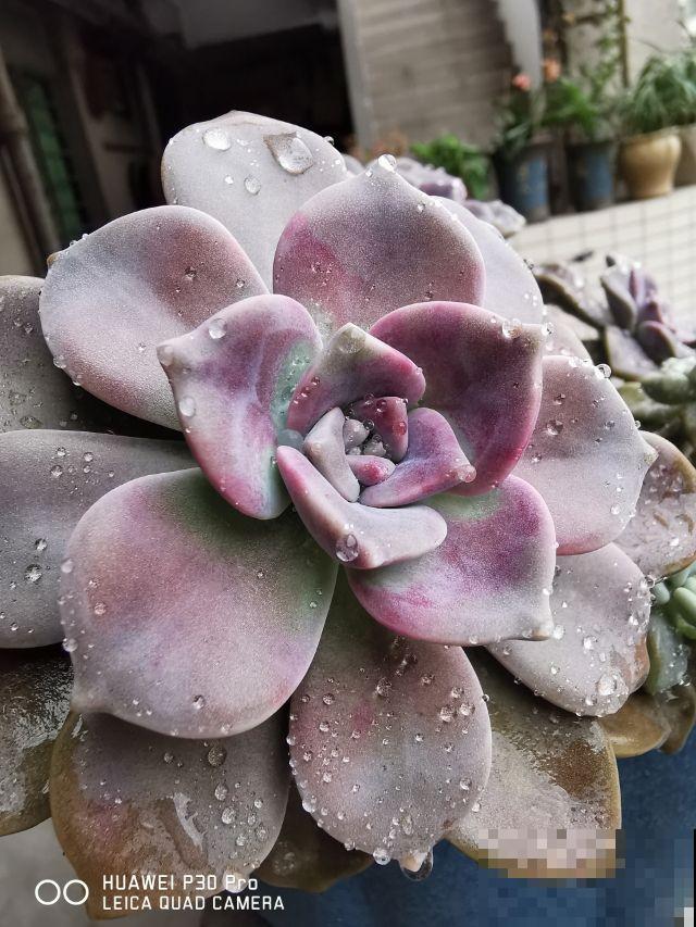 多肉中的爆盆“战斗机”，新手也能养出状态，简直没缺点！