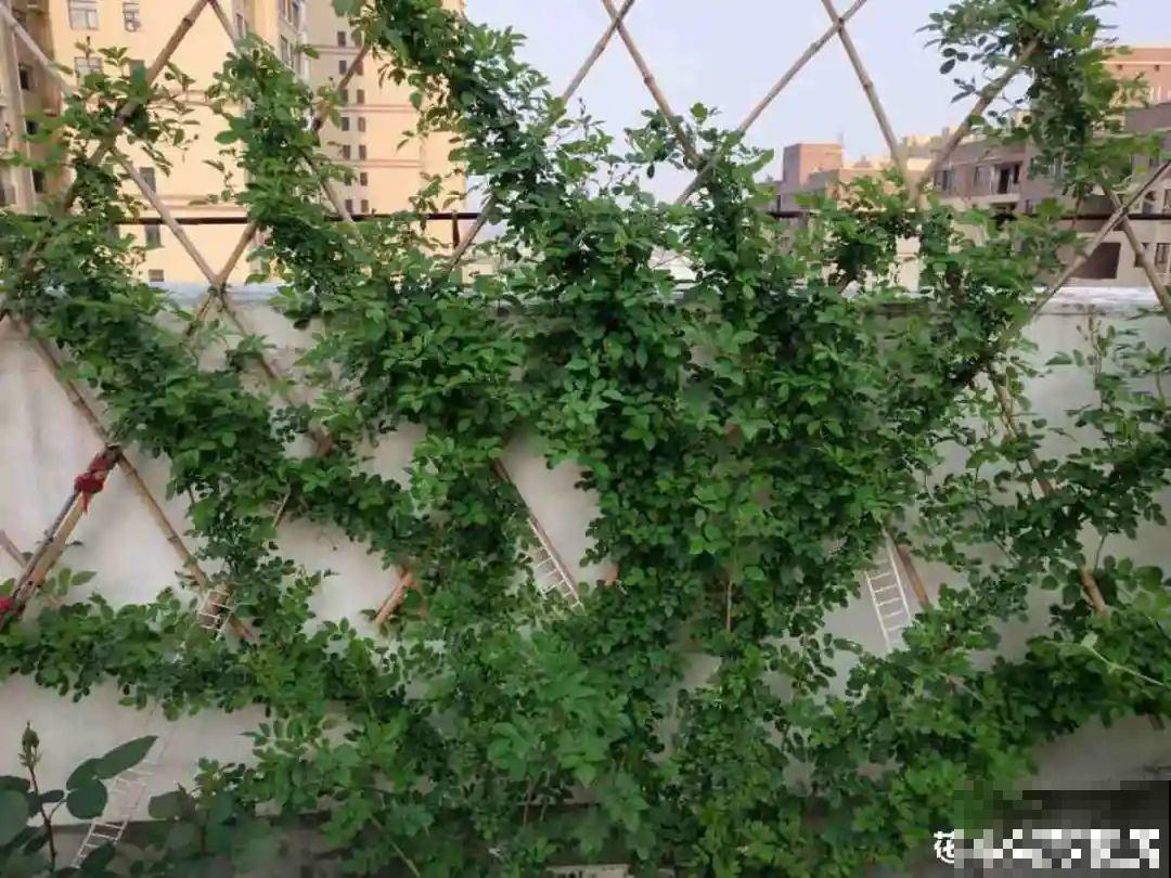 月季12个月计划表，按照这个养，大花墙不是梦！