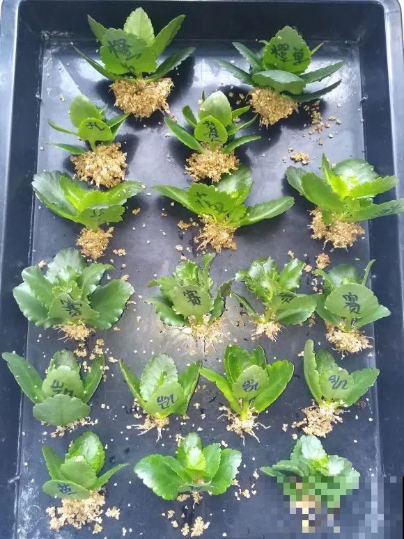 现在扦插超好活，剪根枝，捂3天，冒出狗牙根！