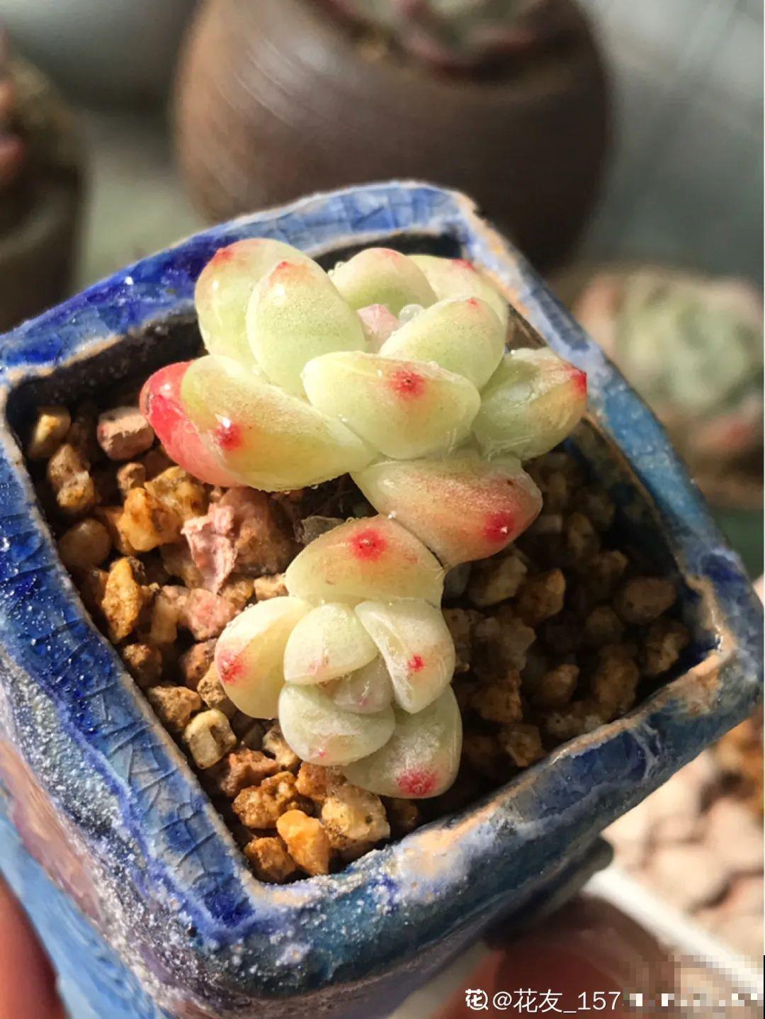 3款果冻多肉，透明软萌人人爱，好想轻轻咬一口！