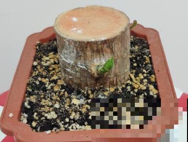 网上买的小木桩，泡水半个月，臭了还没长芽！