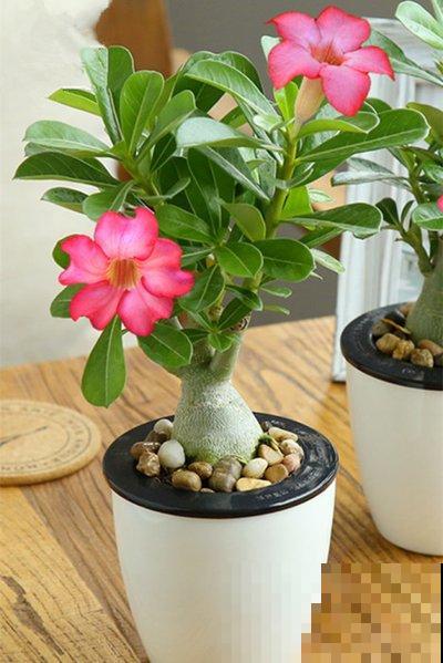 冬天养沙漠玫瑰?4件事千万别干,才能平安度过寒冬! 冬天养沙漠玫瑰?4件事千万别干,才能平安度过寒冬!