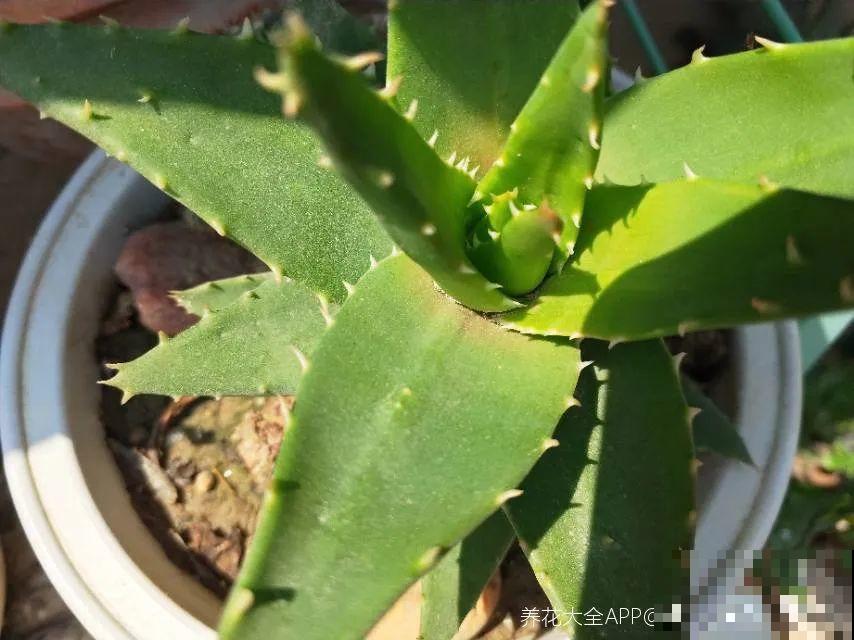 腊月养花禁忌，一定要保暖，不然花很快就死