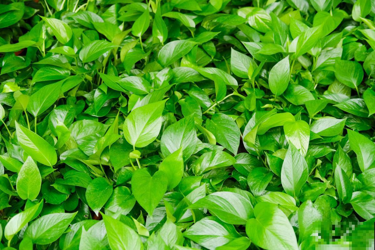 枯死也别扔!这5种花扔进水盆里,还能轻松“重生”! 枯死也别扔!这5种花扔进水盆里,还能轻松“重生”!