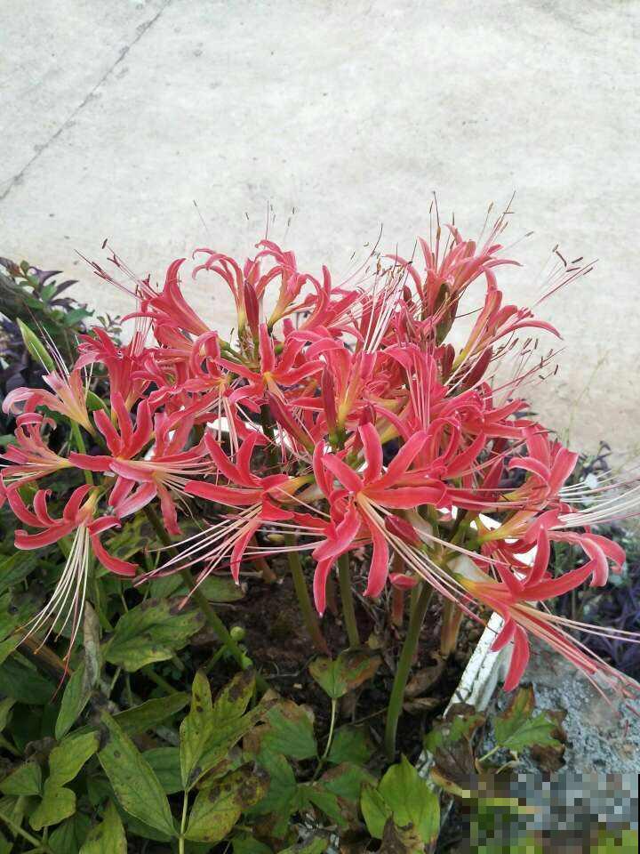 彼岸花神秘兮兮，有人说养它不吉利，其实都是迷信！