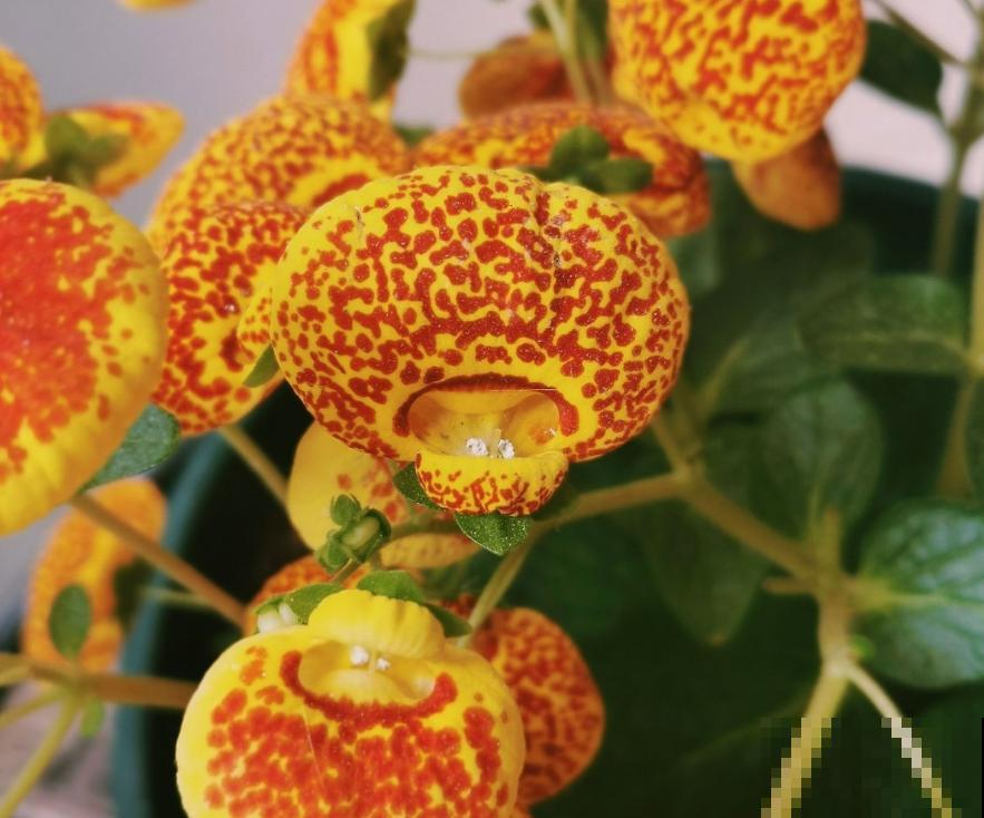 1种花名叫“钱袋子”，养在家里有好运，开花超美！