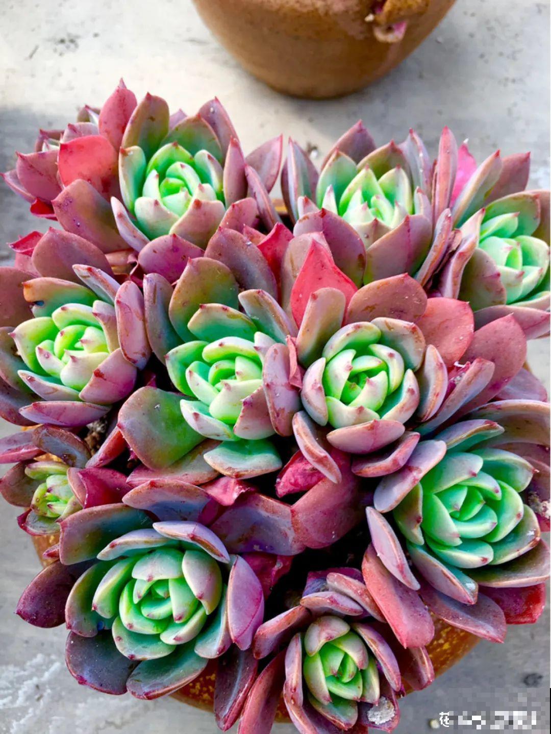 梦想有个院子，养花弄草，过舒心日子！