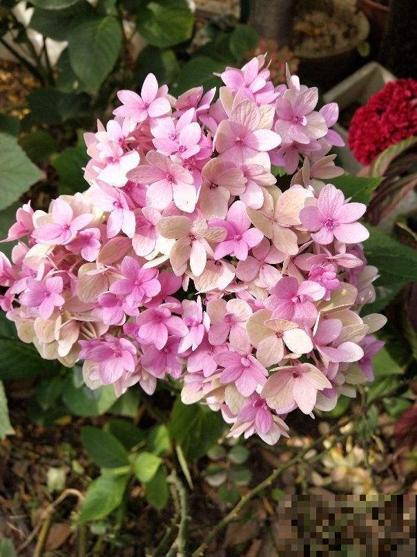 大门口种这5种花，开花成片，宛如花海，邻居都眼馋