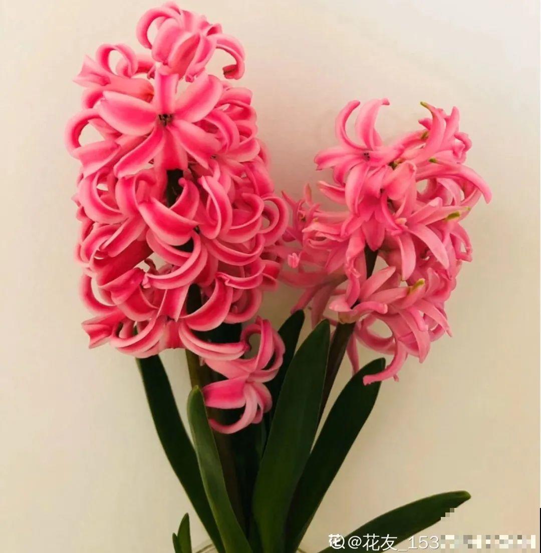 16种高颜值花，冬天耐寒不娇气，新手也能养爆盆