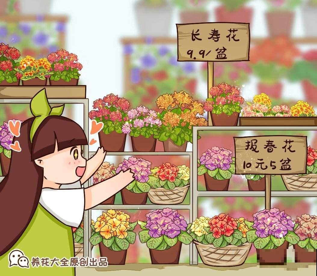 12月逛花市，买3种便宜花，10块钱能买3盆！