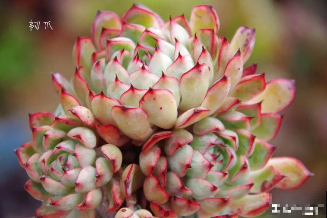 多肉要是养好了，精致得像艺术品，光看就很满足了