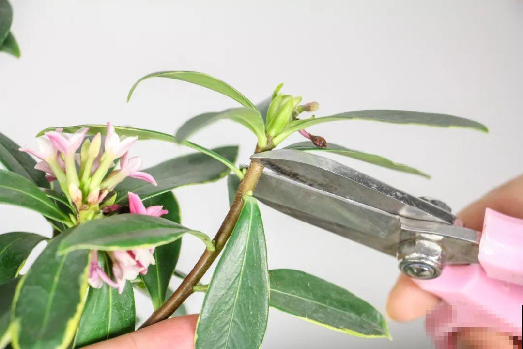 7种花，现在绝对不能剪，剪了一年不开花！