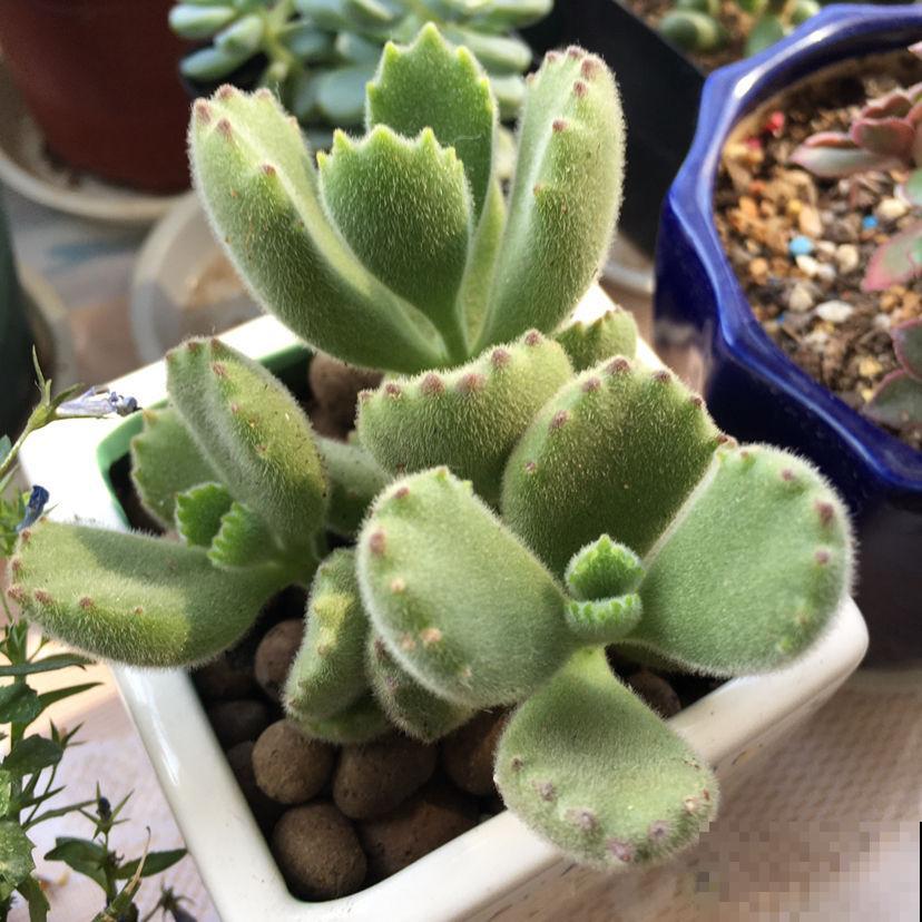 植物叶子也要经常擦，经常擦一擦，有利于光合作用