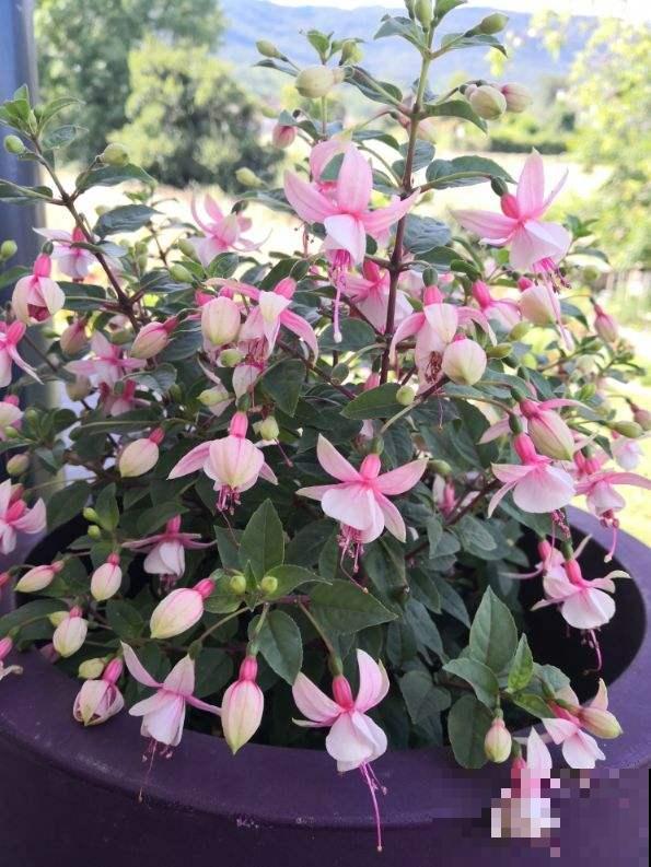 倒挂金钟总掉花苞,原来是一个问题没注意,套个塑料袋就解决 倒挂金钟总掉花苞,原来是一个问题没注意,套个塑料袋就解决