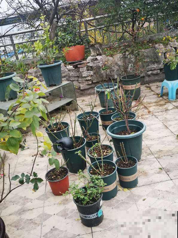 春天了,3种花要苏醒,准备修剪施肥浇水了! 春天了,3种花要苏醒,准备修剪施肥浇水了!