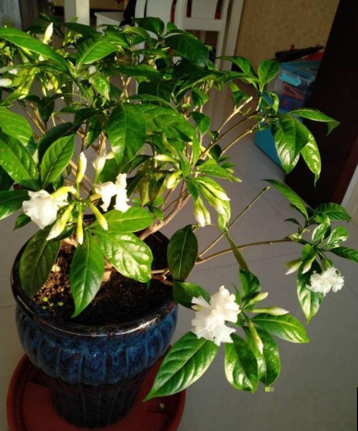 这种花名字虽土，开花却很美，像极了茉莉花！
