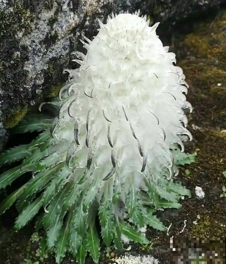 野外看到4种植物,千万不要挖,不然容易招来大麻烦 野外看到4种植物,千万不要挖,不然容易招来大麻烦