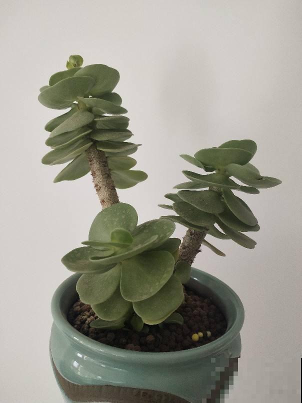 容易养成老桩的多肉，新手也能养成，2年茎秆木质化
