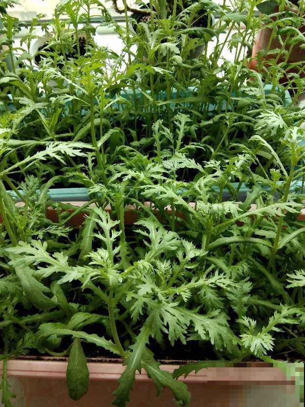 需要焯水的蔬菜，焯一下口感更好，脆嫩好吃颜色漂亮