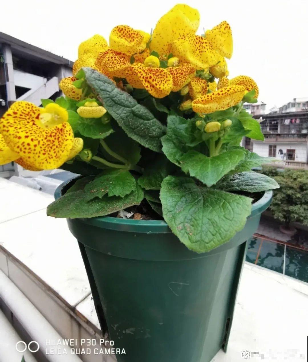 红红火火的过年花,开花特热闹,过年必备! 红红火火的过年花,开花特热闹,过年必备!