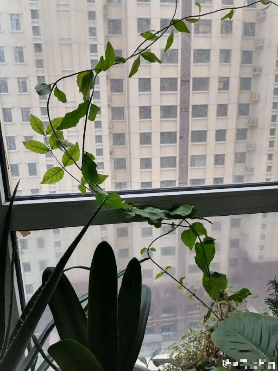 水仙要想开花,坚决不能长成高个子,不然今年没花看! 水仙要想开花,坚决不能长成高个子,不然今年没花看!