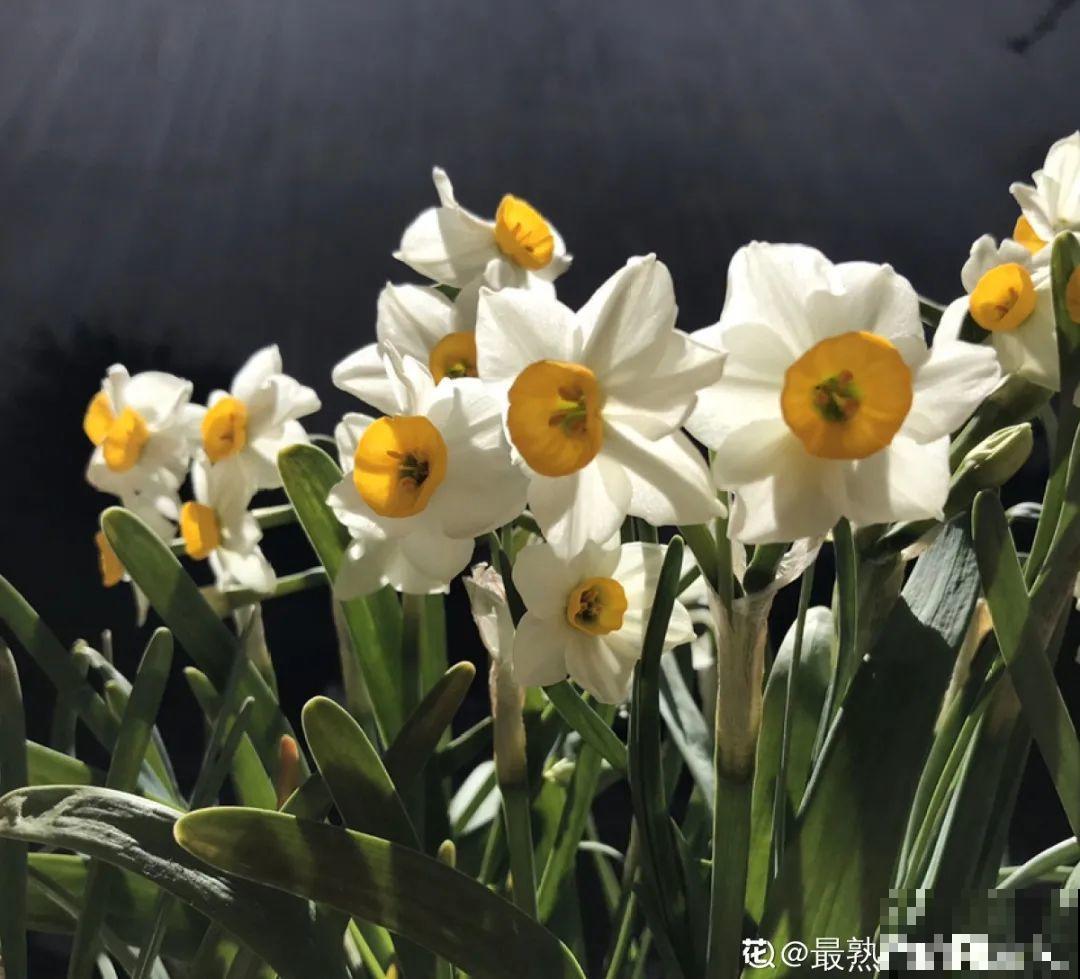 “过年花”开完，还能分10盆，每年都开花