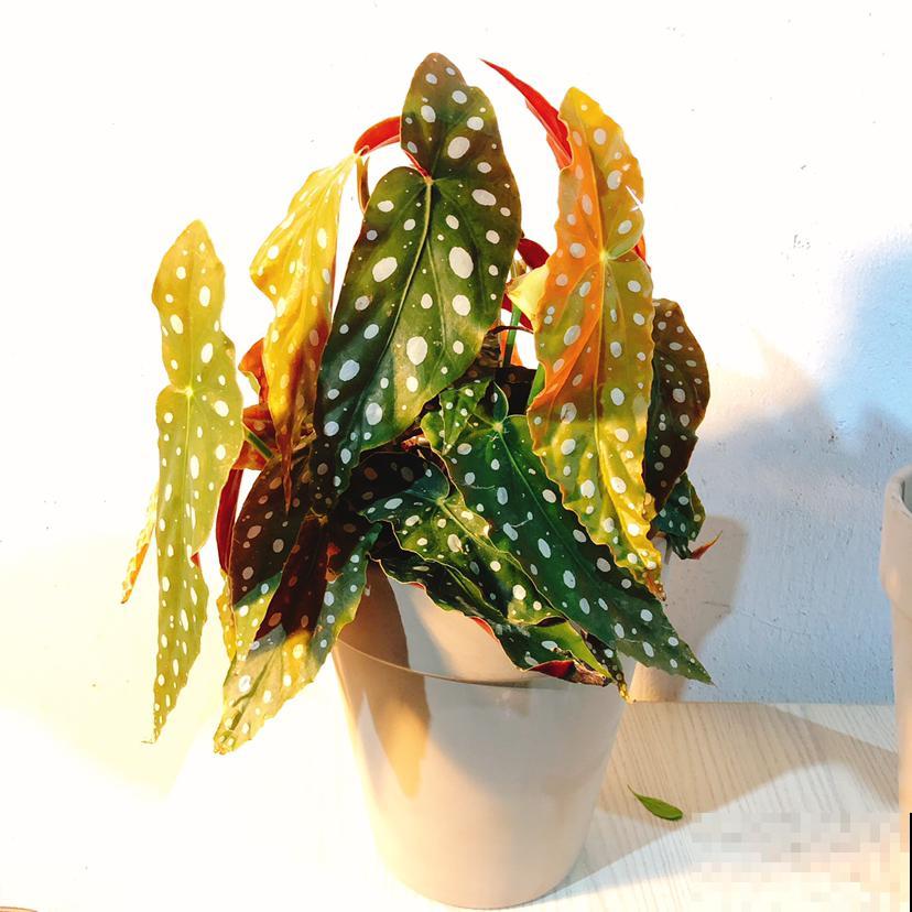 5种绿植颜值高，小众并且特耐阴，很少有人能认全