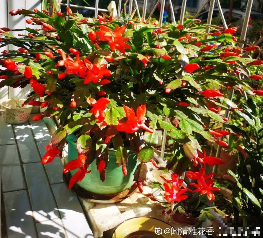 管住手！这几样事少做，花才能安稳过冬！