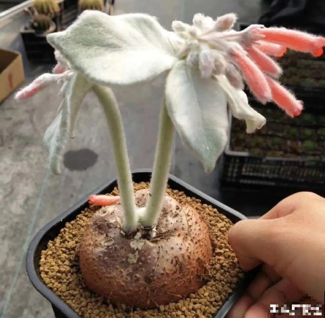 农村树上长出大萝卜?开出灯笼花,价格贵的出奇! 农村树上长出大萝卜?开出灯笼花,价格贵的出奇!