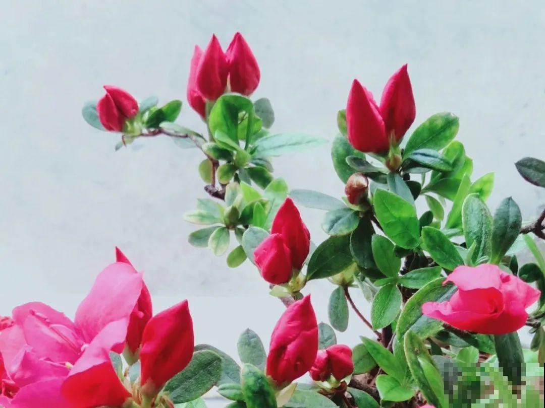 土里浇点果皮水，能维持土壤酸性，茉莉兰花开爆盆