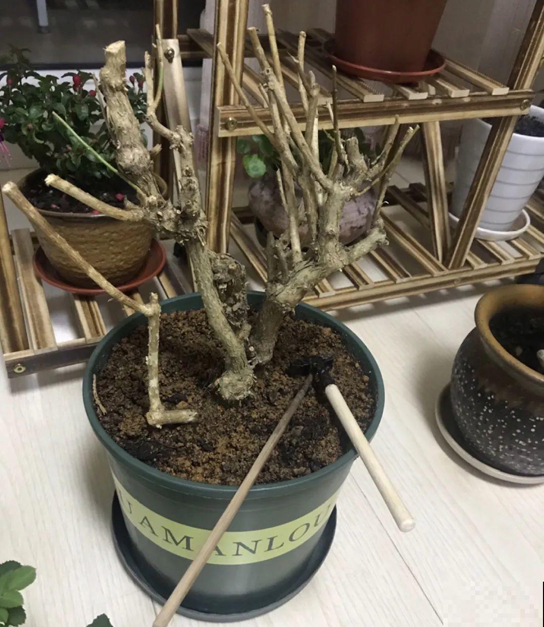 10年的绣球大老桩，九块钱也别买，难开花还浪费感情