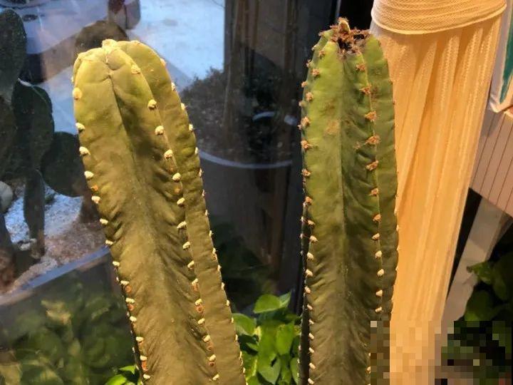 常见的20种花，赶紧搬进屋，再不管就冻死了