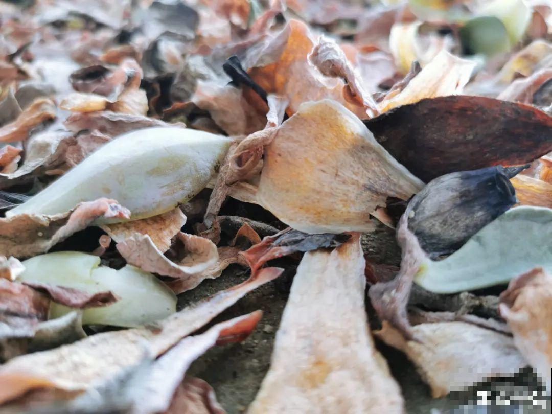 腊月养花禁忌，一定要保暖，不然花很快就死