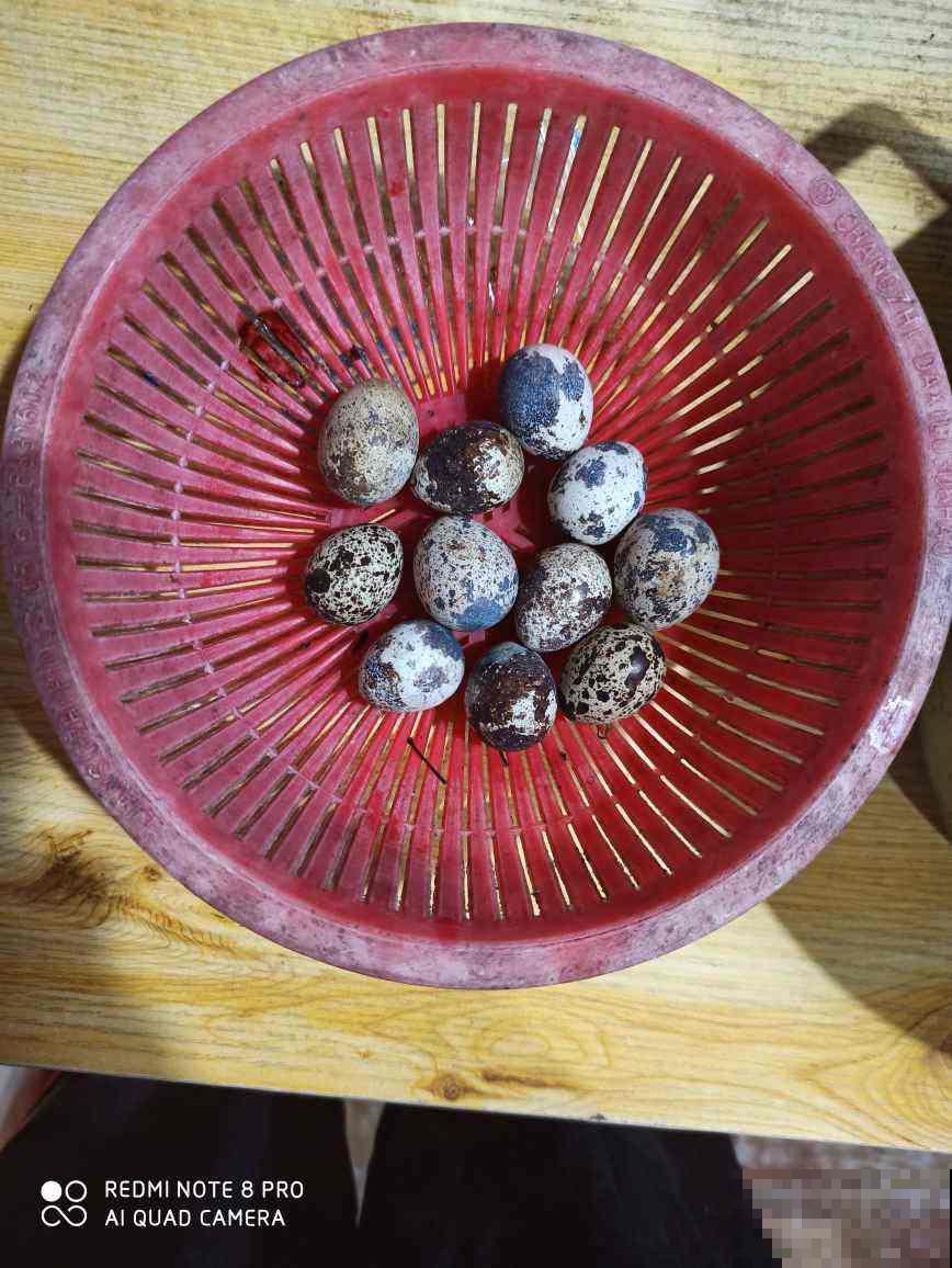 常见的5种蛋,营养成分天差地别,别吃错了! 常见的5种蛋,营养成分天差地别,别吃错了!