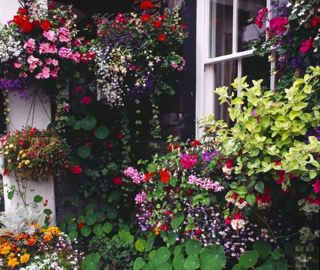 我想有一个,开满花的窗台,每天赏花! 我想有一个,开满花的窗台,每天赏花!