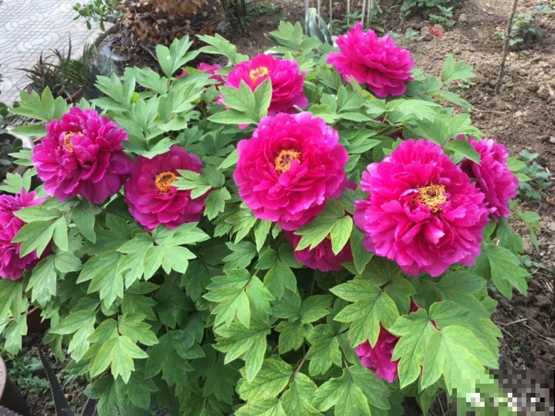 10年的绣球大老桩，九块钱也别买，难开花还浪费感情