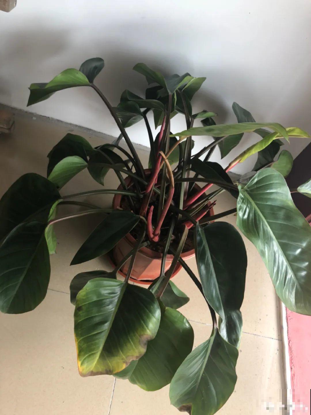 24种花,净化空气最厉害,绿萝竟然倒数! 24种花,净化空气最厉害,绿萝竟然倒数!