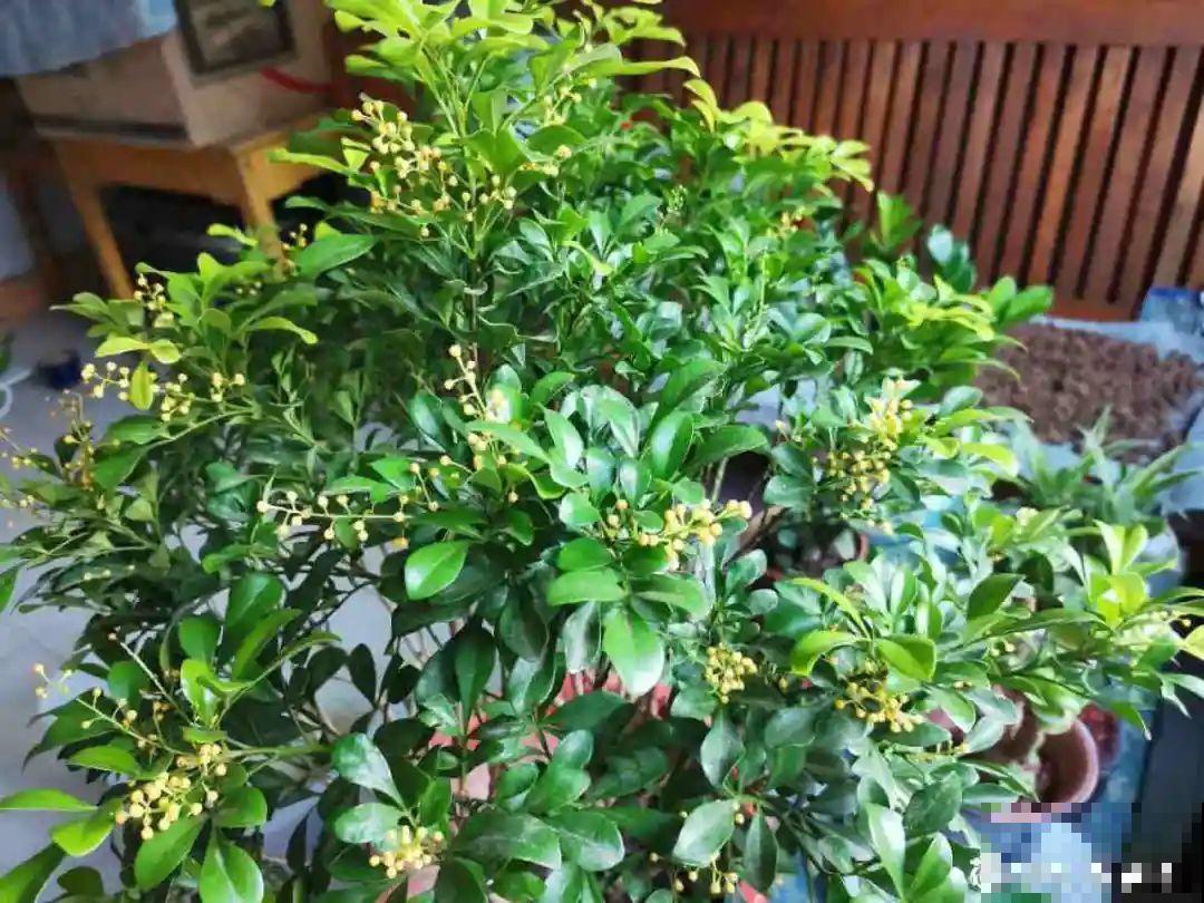 土里浇点果皮水，能维持土壤酸性，茉莉兰花开爆盆