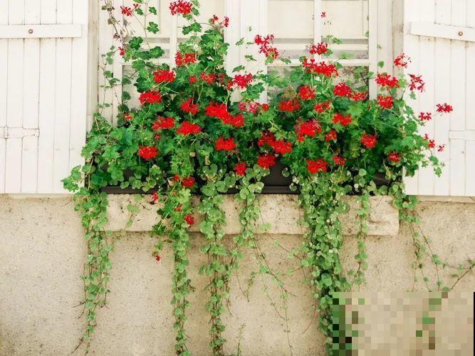 我想有一个,开满花的窗台,每天赏花! 我想有一个,开满花的窗台,每天赏花!