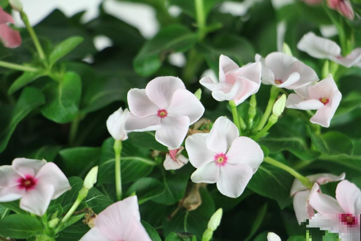 同样是促花磷钾肥,这4种植物,用花多多2号比磷酸二氢钾效果好! 同样是促花磷钾肥,这4种植物,用花多多2号比磷酸二氢钾效果好!