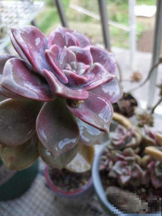 多肉中的爆盆“战斗机”，新手也能养出状态，简直没缺点！