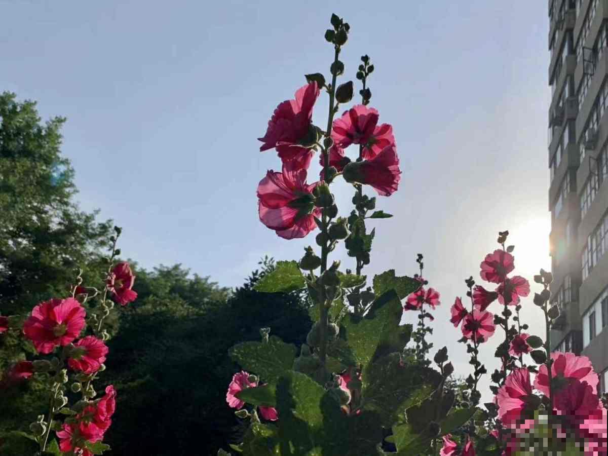 小时候菜地里常见的花，现在城里人当宝，价格还不便宜