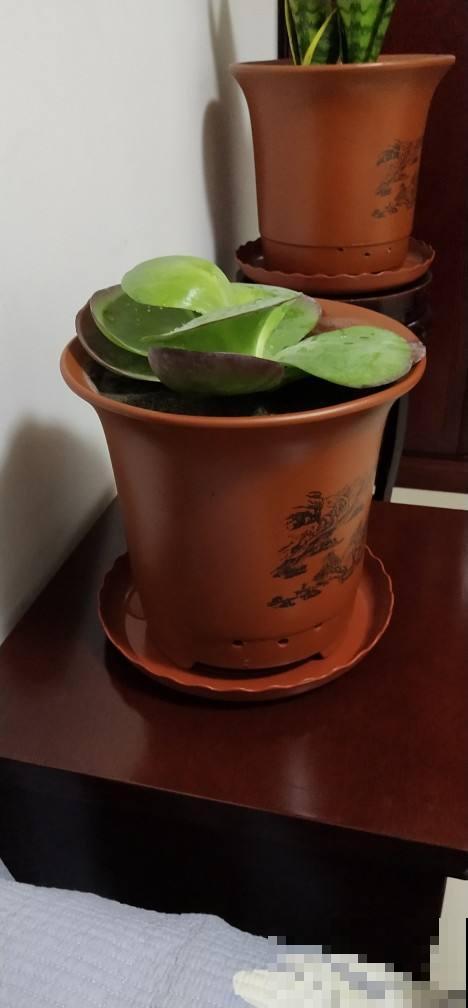 养花选盆很重要,选得正确,花才能长得旺盛 养花选盆很重要,选得正确,花才能长得旺盛