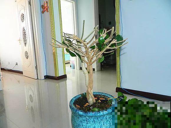 2月养花下狠手，剃光头、撸光叶，越狠越开花！